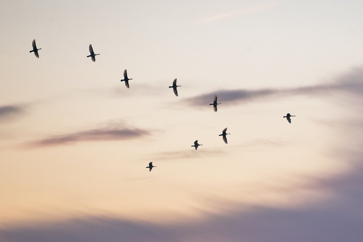 Migratory birds flying in the shape of v on the soft and blur pastel colored sky background. gradient clouds on the beach resort. nature. sunrise. peaceful morning.Instagram toned style