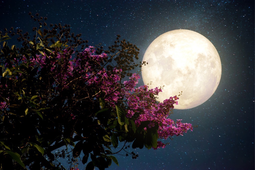night-flowers-picture-id638088014